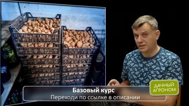 Огурцы, белокрылка, картофель, сорняки и сидераты, натуральные удобрения. Полезные советы.