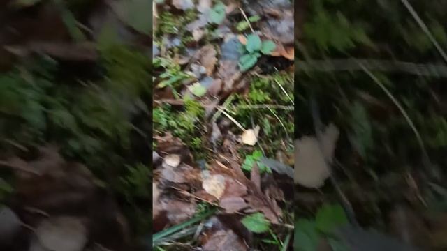 10 ноября. Мы по грибы.mp4