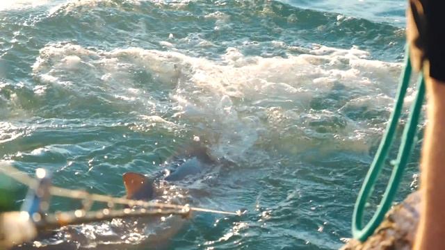 REVENGE on GIANT Bull Shark! Catch Clean Cook!