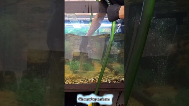 Рабочие будни CleanAquarium