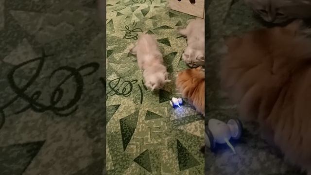 Смотрите, как котята ловят мышку! Йожик, Тигра и Ромашка - настоящие хищники!