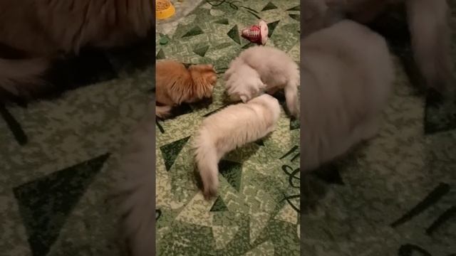 Котята играют с мышкой