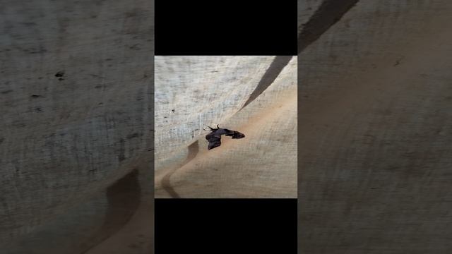 Мотылек