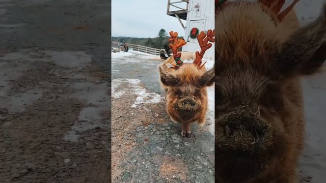 Кабаны готовы к новому году
