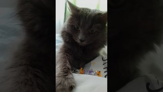 бои за фаньик