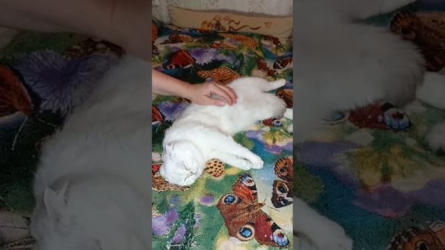 Вислоухая шотландская кошечка Принцесса ищет новый дом!