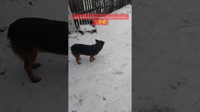 19-12-2024 мои любимые питомцы 🐶 Бадди и Мальчик