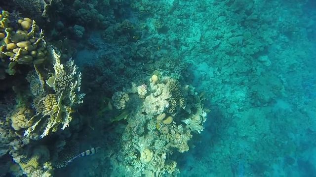 Коралловый риф в красном море