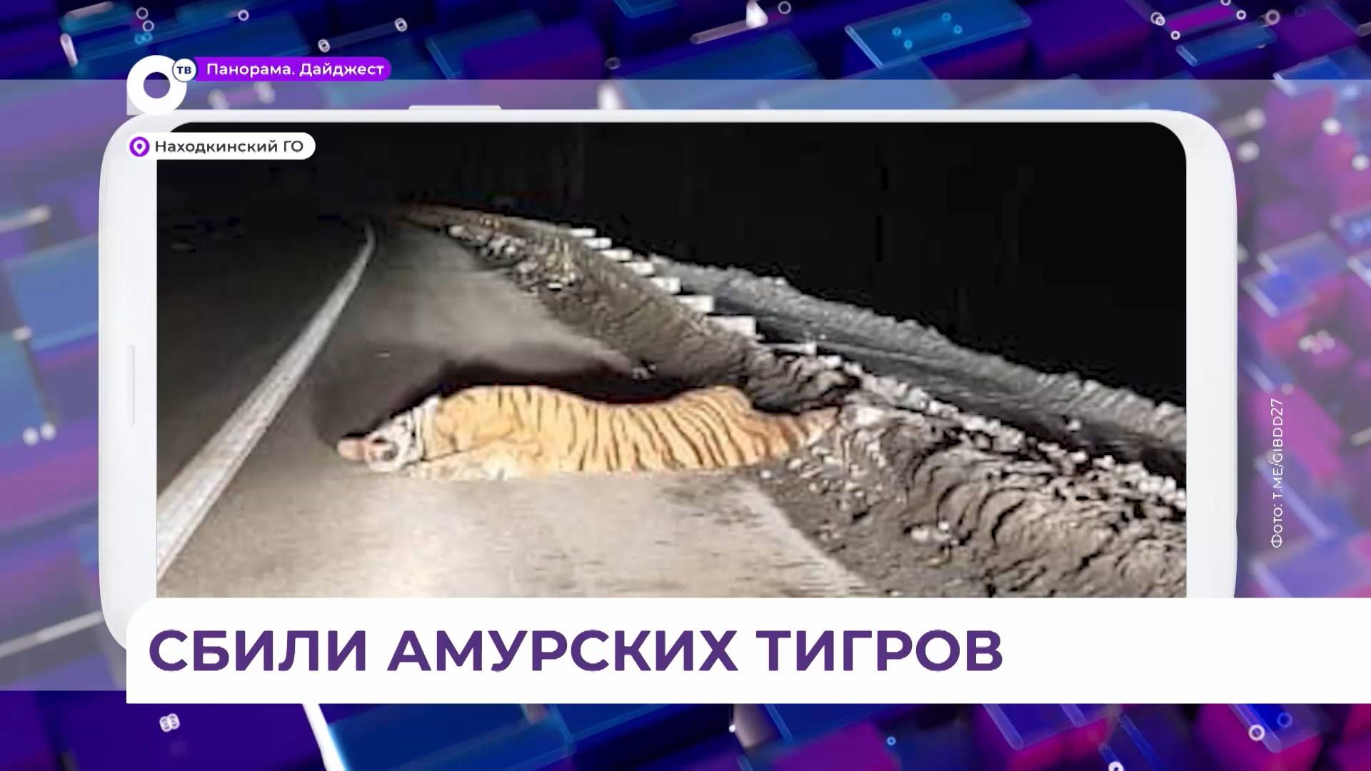 Под колёсами автомобиля в Приморье погиб амурский тигр