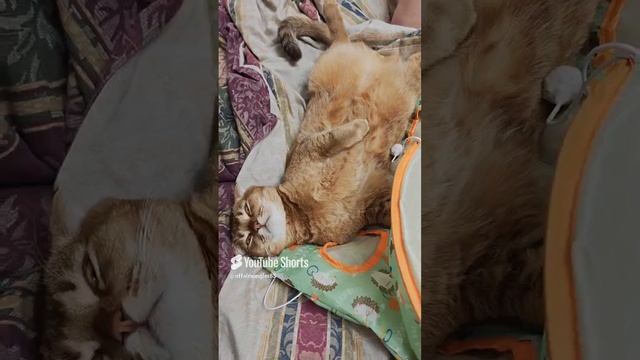 наш любимый кот