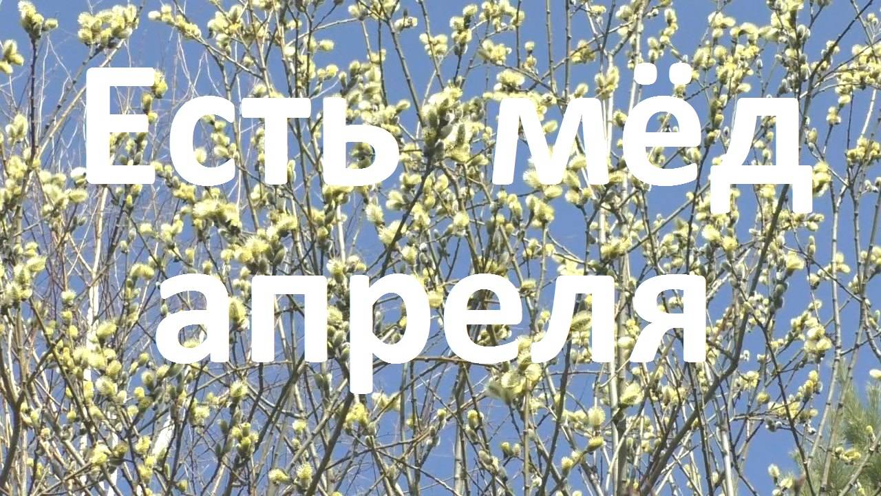 Апрельский медосбор
