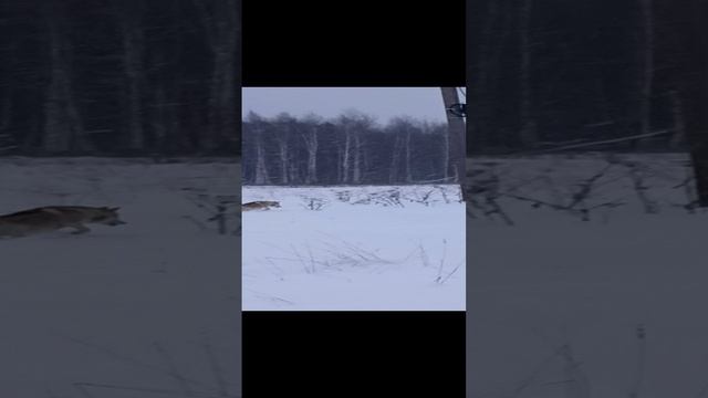На прогулке #shorts