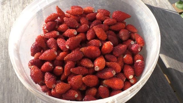 Продолжаем собирать мелкоплодную клубнику, разовый сбор 1,5 л с 30 кустиков.