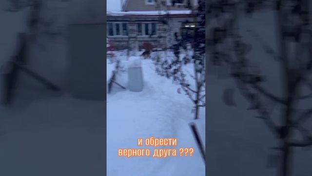 Персик ждёт своего человека.mp4