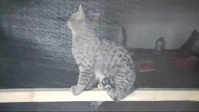 Бабушка чихнула - кошку сдуло🤣