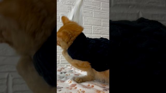 НА ЧТО ОБРАТИТЬ ВНИМАНИЕ👇🏻