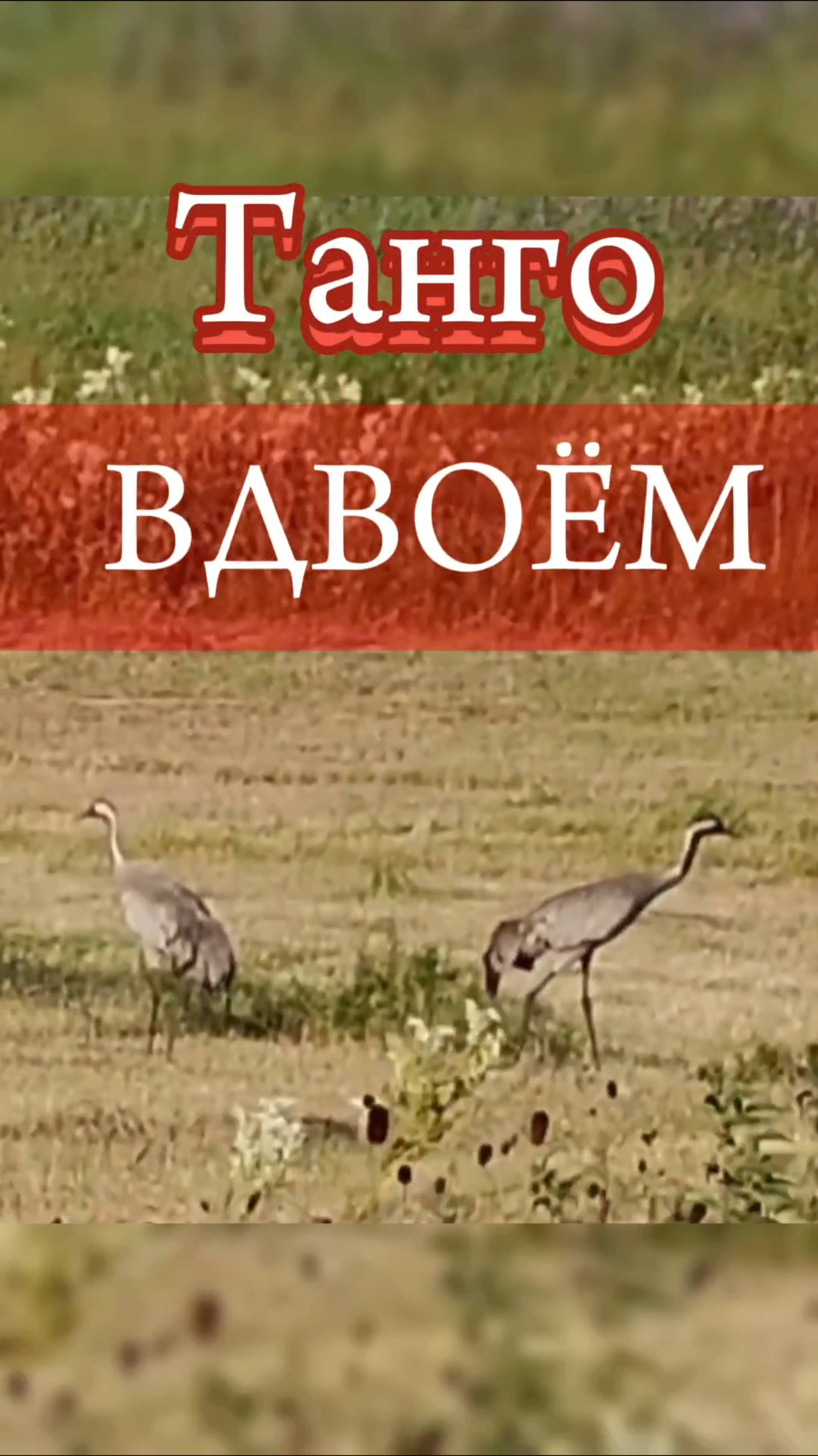 Танго Вдвоём. # отношения в паре, синхронность в паре.