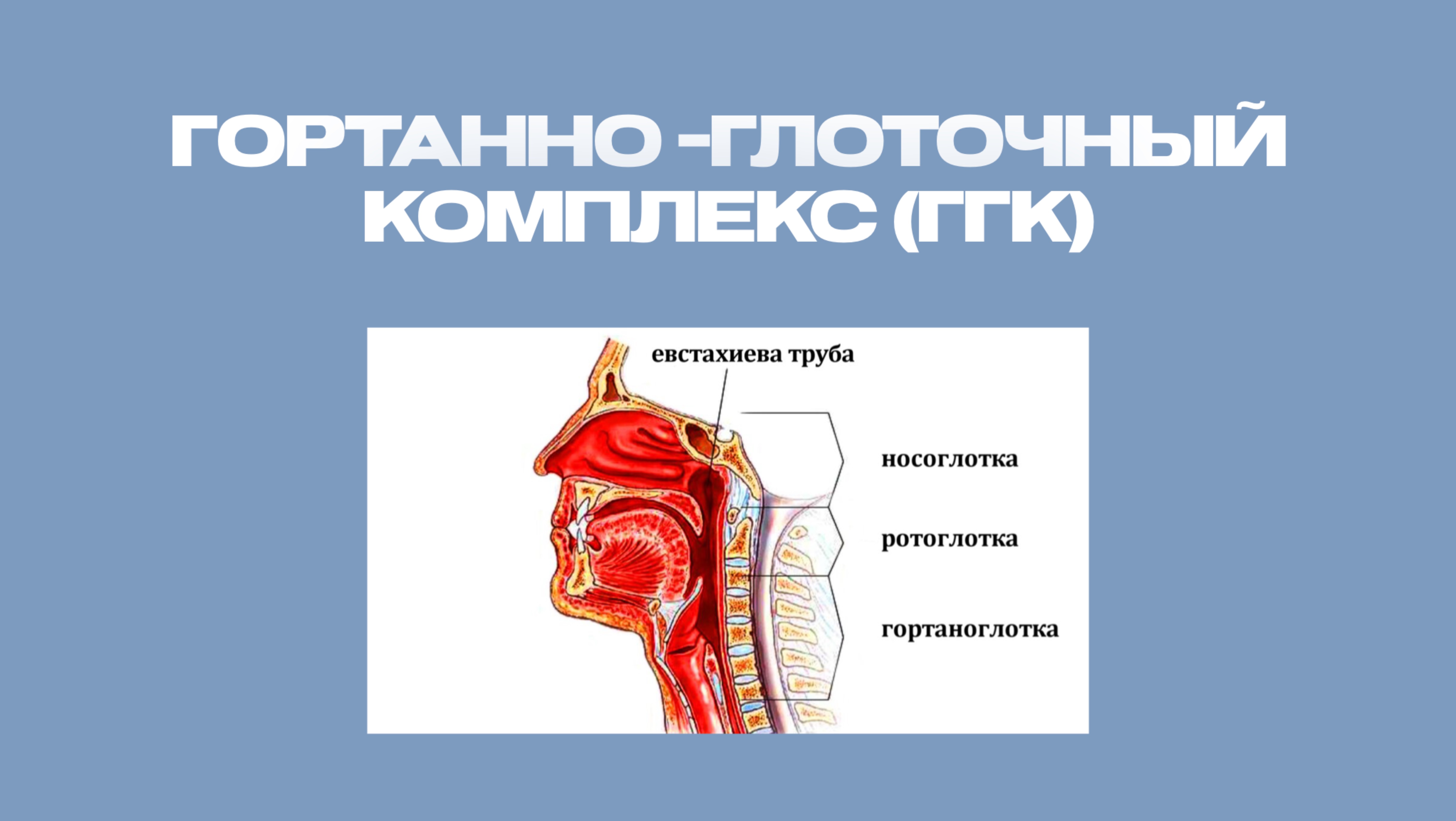 Гортанно-глоточный комплекс (ГГК)👀