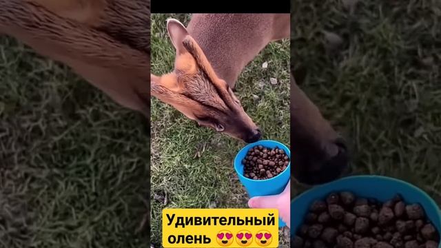Чудо природы, олень мунтжак.