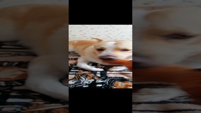 VID_20240803_104011.mp4