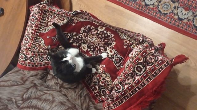 КОТ СТЁПКА.