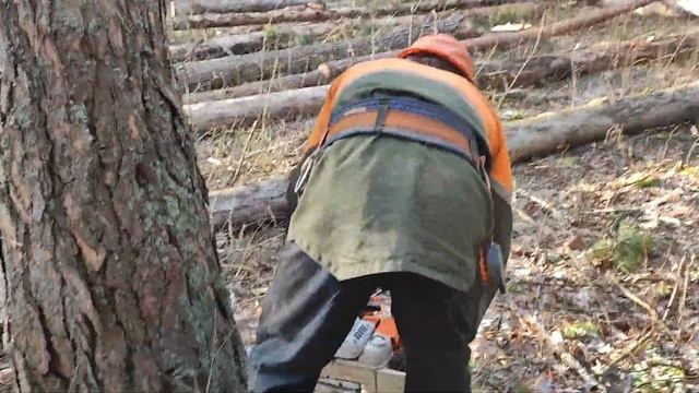 Валка дерева на новый лесосеке