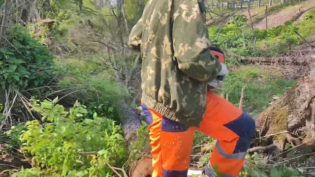 Валка дерева // Валка Ольхи на ЛЭП Бензопила Stihl MS 361