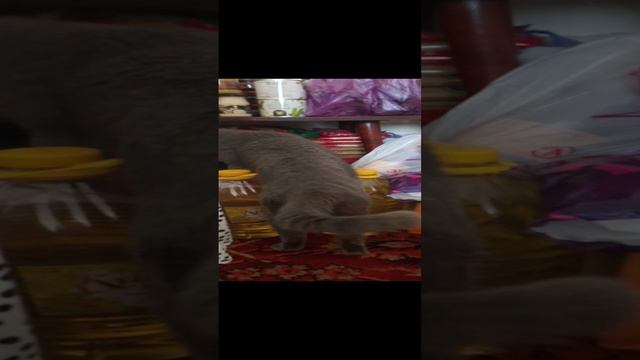 любопытный котик.