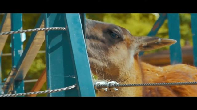 Seoul grand Park ZOO CINEMATIC VIDEO