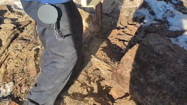 валка дерева вместе с улей