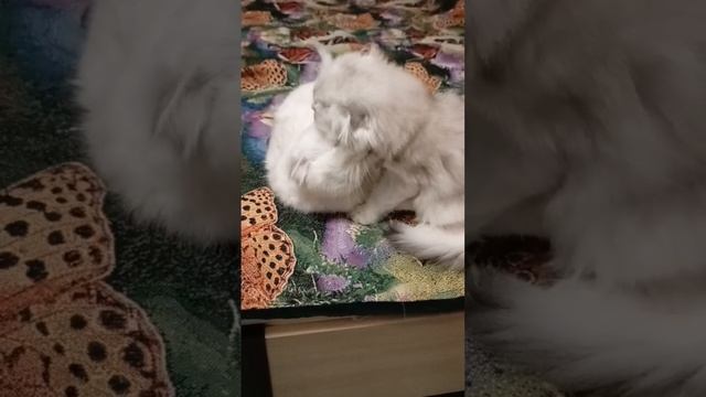 Принцесса и Ромашка умывают друг друга. Милые кошечки