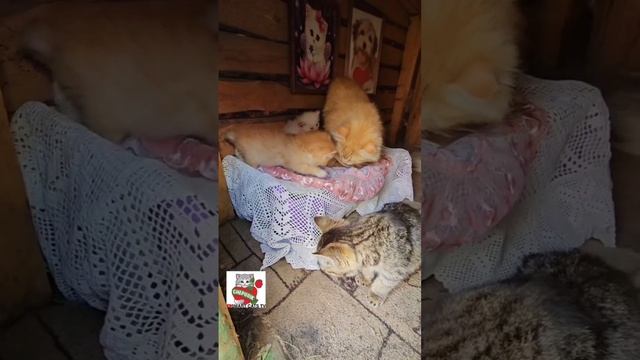 Коммунальная квартира 🌞🐶❤️🐈🐈🐈🐈🐈🐈🏡