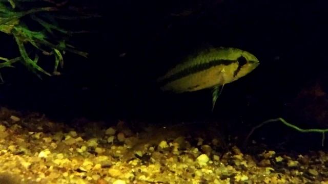 Apistogramma trifasciata et alevins 24032015