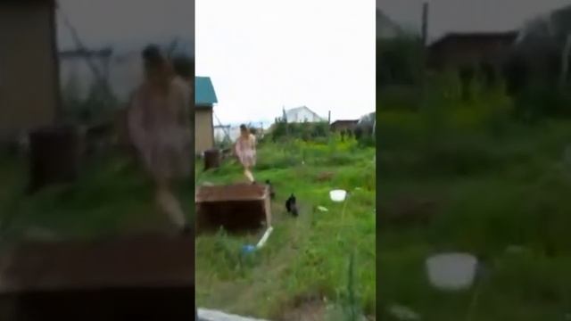 вереница щенков. 40 соток свободы на строящейся даче. Смех мамы;)