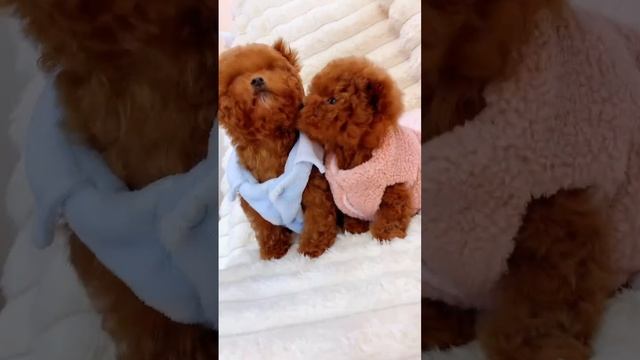 Той-пудель тикап две очаровательные девочки