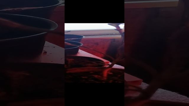 гортензия пока спит