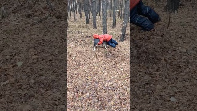Борцуха