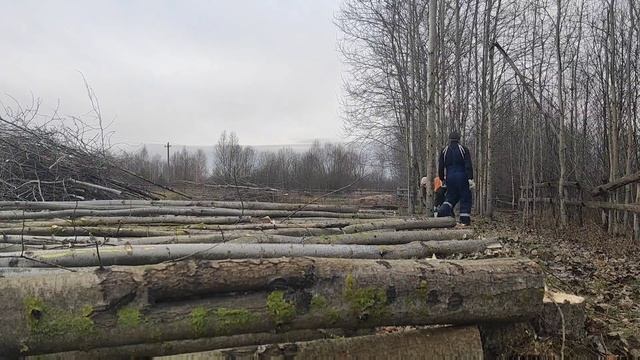 Валка леса /// Осина Берёза ///