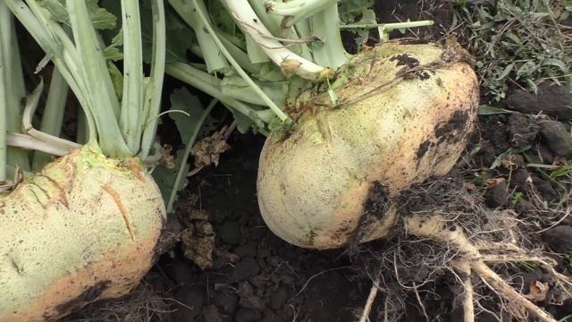 Уборка брюквы КРАСНОСЕЛЬСКАЯ и ГЕРА