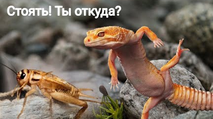 Охота эублефара