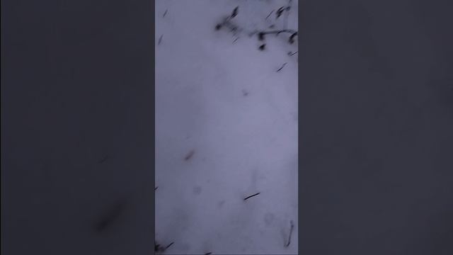 2 ЧАСТЬ МУ НАШЛИ БАБУ ЯГУ В ЛЕСУ (Кирилл и Ваня)