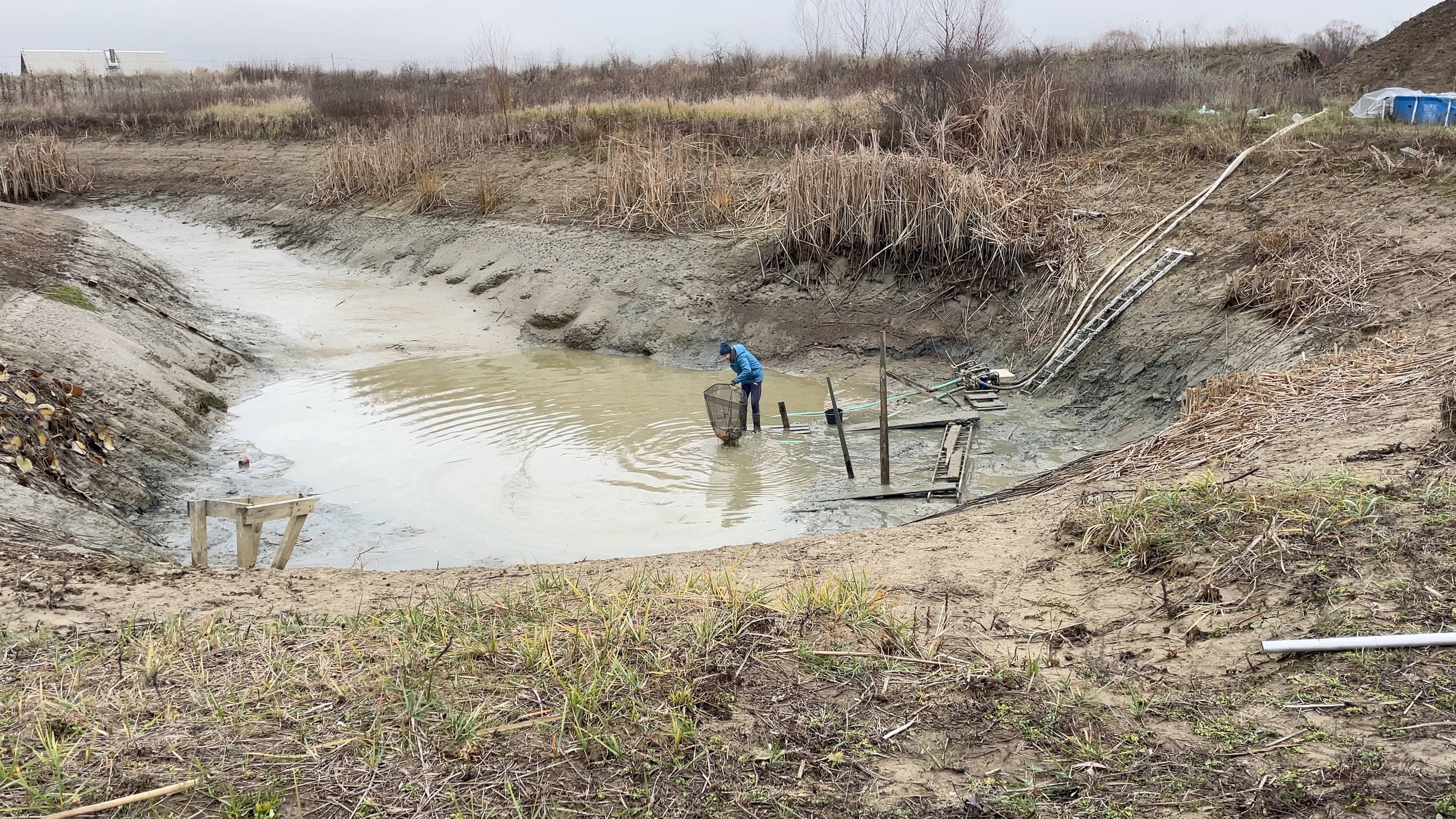 ОТКАЧАЛИ ПРУД СПУСТЯ 7 ЛЕТ! Море сорной рыбы, чистим и начинаем выращивать рыбу на продажу