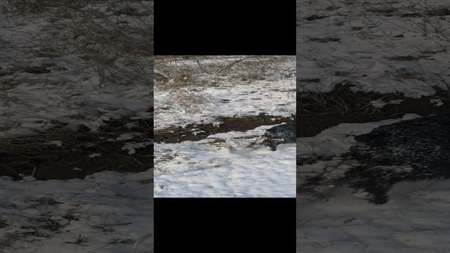 VID_20241214_132626.mp4