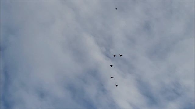 8 02 2024 года.Арзгир - Николаевские голуби Александра.
