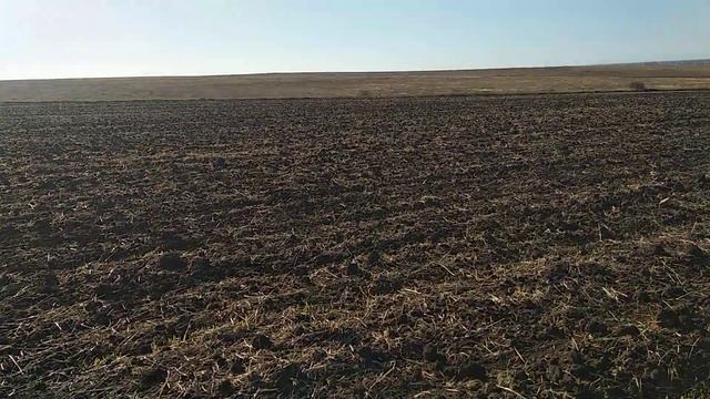 Малхаз он же Масяня (Bonno x Gina). Очень далеко на параллели