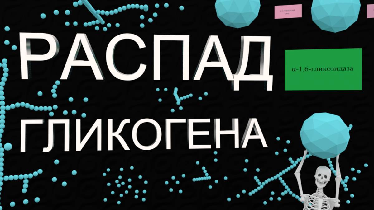 Распад ГЛИКОГЕНА | Medanatfarm