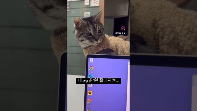 🐈 cat