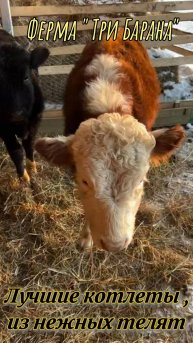 Лучшие котлеты из ласковых телят