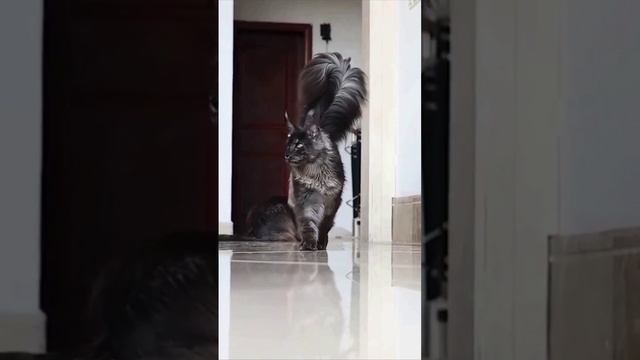 котик пушыстик