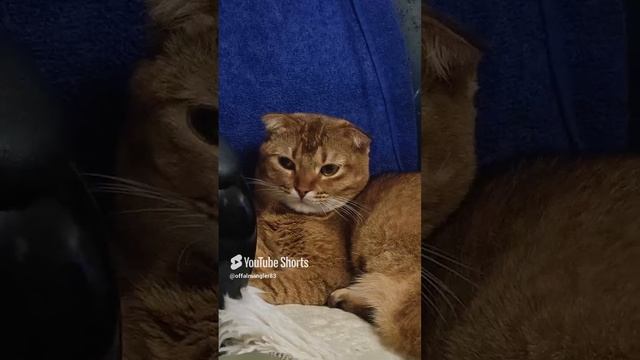 охота
